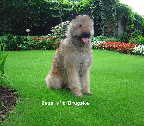 Zeus.jpg
