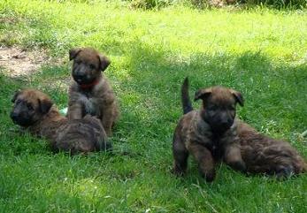 Pups+van+Zascha+v%27t+Brugske.jpg