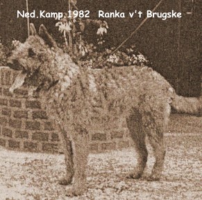 Ned Kamp 1982 Ranka…