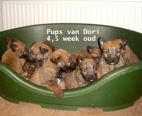 Pups Dori.jpg