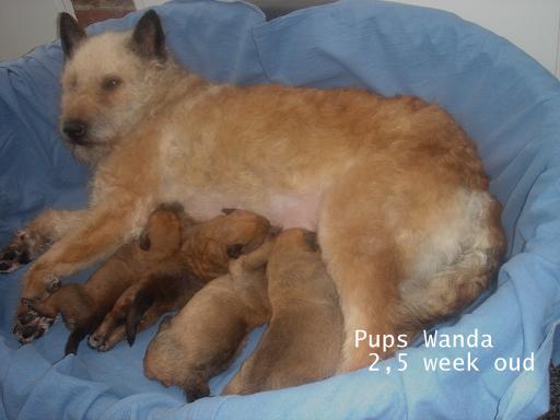Wanda pups.jpg