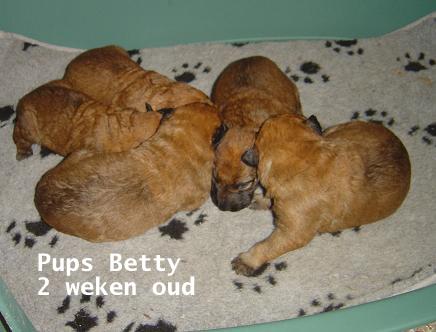 Betty pups 2 weken.…