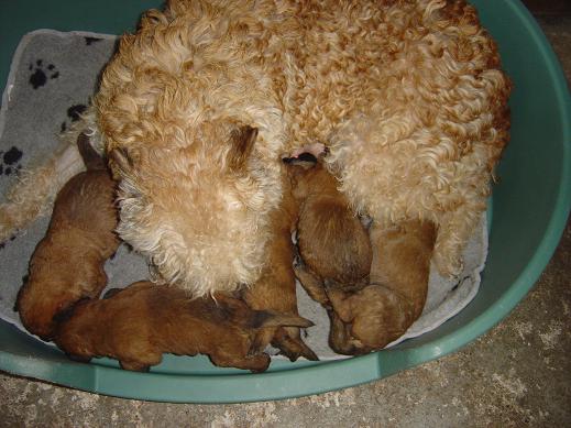 pups van Betty 3 we…