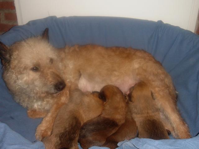 pups Wanda 3 weken …