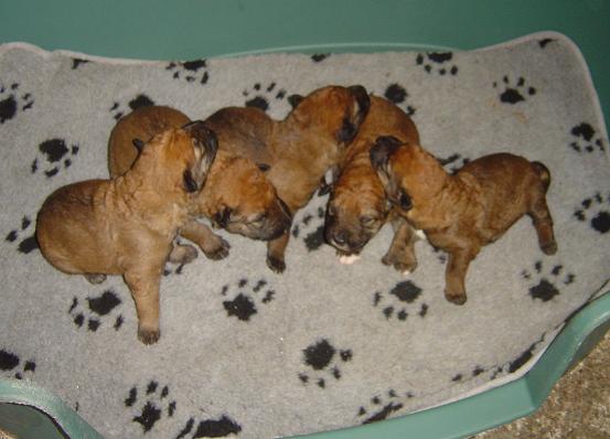 3 weken oud pups Be…